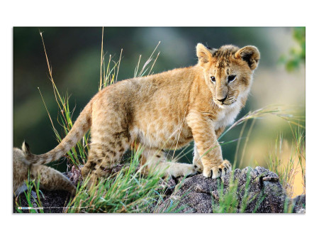 HERMA Sous-main 'Animaux d'Afrique', (L)550 x (H)350 mm