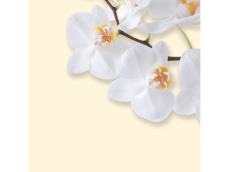 sigel Papier à motif, A4, 90 g/m2, motif 'White Orchid'