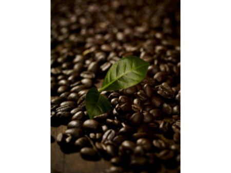 Melitta Café 'Gastro Café Crème', grain entier