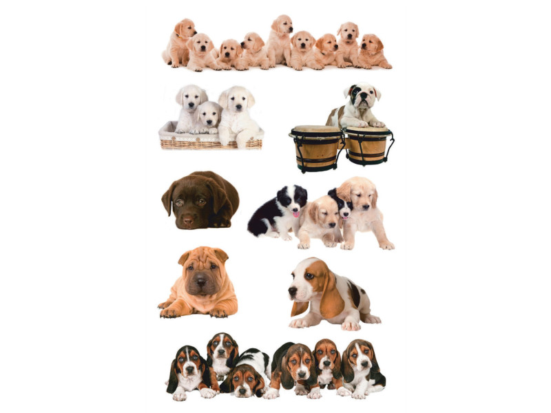 ZDesign KIDS Sticker 'chiots', coloré