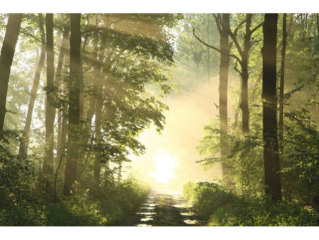 PAPERFLOW Poster mural 'Forêt', en plexiglas