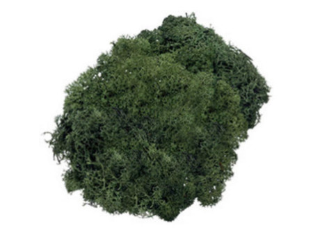 KNORR prandell Mousse islandaise, 50 g, vert sapin