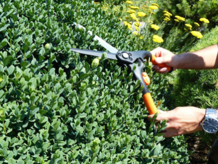 Garten PRIMUS Cisaille à buis, grand, longueur: 435 mm