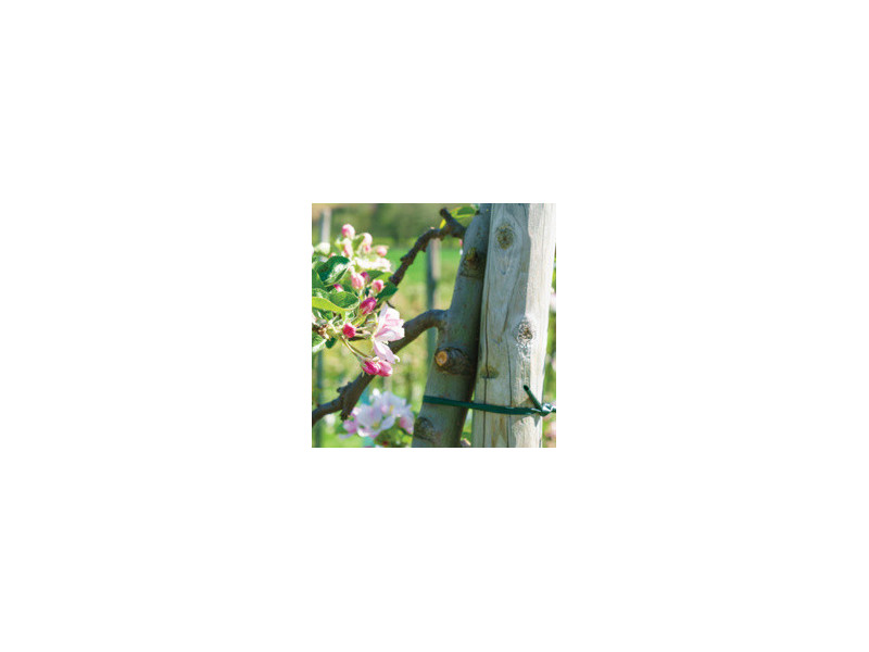 Bradas Lien d'attache, souple, 5 mm x 100 m, vert