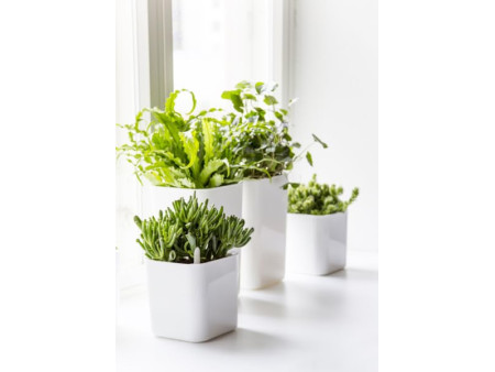 orthex Pot à herbes aromatiques EDEN, largeur: 120 mm, blanc