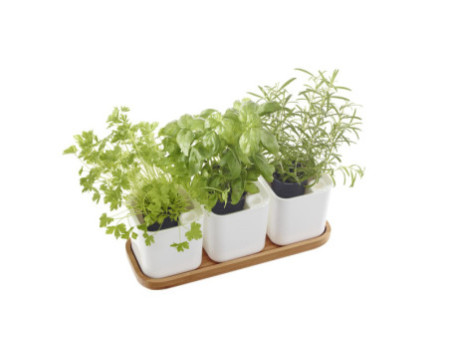 orthex Pot à herbes aromatiques EDEN, set de 3, blanc