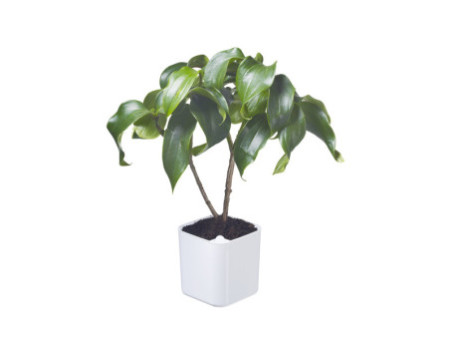 orthex Cache-pot EDEN, largeur : 200 mm, blanc