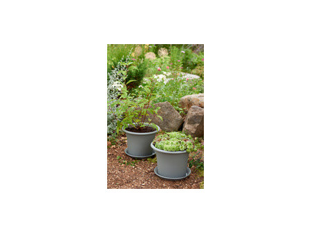 orthex Soucoupe BOTANICA, diamètre : 260 mm, gris