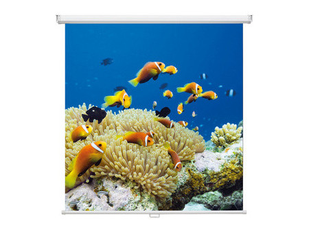 magnetoplan Ecran de projection enroulable, 2.000 x 2.000 mm