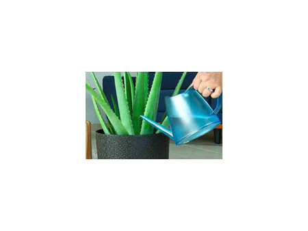 EDA Arrosoir FUCHSIA, 1,5 litre, framboise translucide
