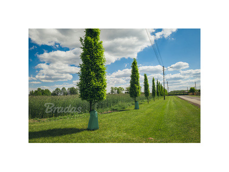 Bradas Sac d'arrosage pour arbres, PVC, 75 litres, vert