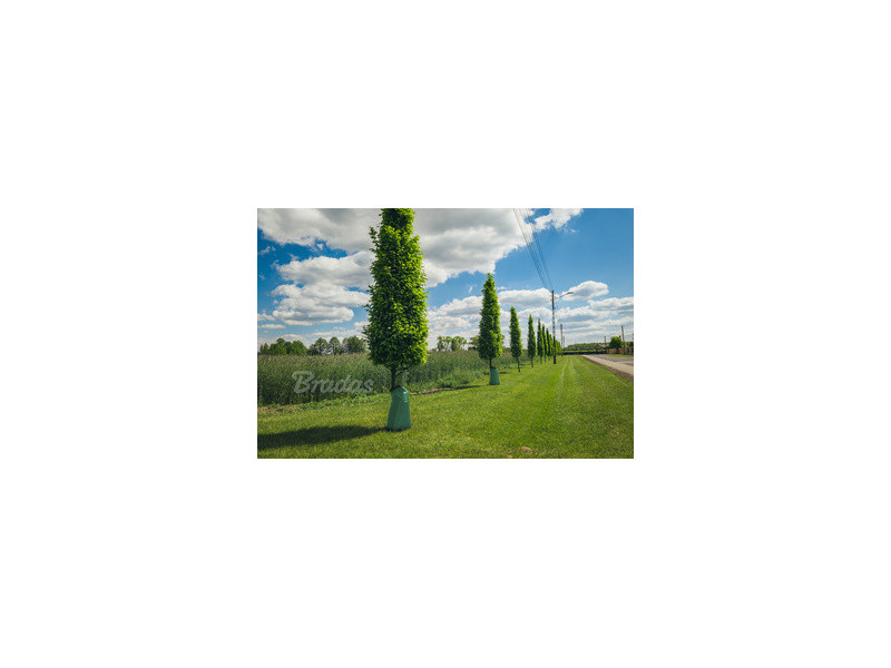 Bradas Sac d'arrosage pour arbres, PVC, 75 litres, vert
