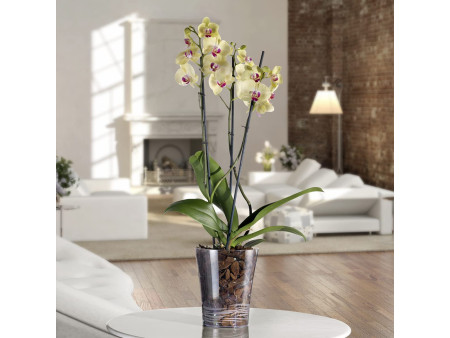 tera Pot à orchidée 'Orchidea 14', transparent