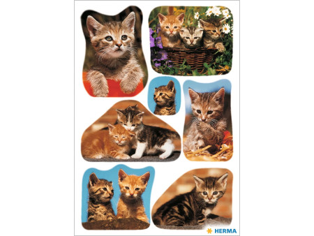 HERMA Autocollants DECOR 'Photos de chats'